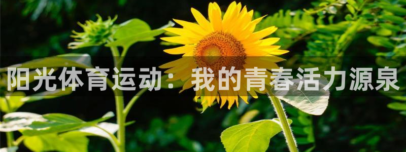 vsport体育：阳光体育运动：我的青春活力源泉